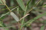 Spotted spurge